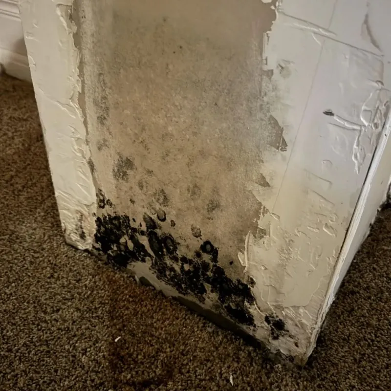 Professional Mold Removal in Lebanon, MO